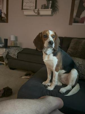 Small Beagle looking for a new home!